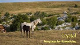  Presentation with wild horses - Beautiful slide deck featuring desert stallion - group of beautiful wild horses backdrop and a  colored foreground