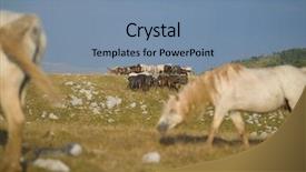  Presentation with wild horses - PPT theme with desert stallion - group of beautiful wild horses background and a  colored foreground