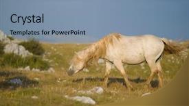  Presentation with wild horses - Colorful slide set enhanced with desert stallion - group of beautiful wild horses backdrop and a  colored foreground