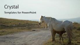  Presentation with wild horses - Slide deck having desert stallion - group of beautiful wild horses background and a  colored foreground