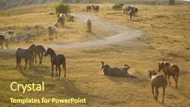  Presentation with wild horses - Audience pleasing PPT theme consisting of desert stallion - group of beautiful wild horses backdrop and a  colored foreground