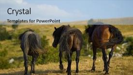  Presentation with wild horses - Theme enhanced with desert stallion - group of beautiful wild horses background and a  colored foreground