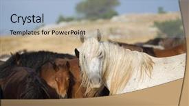  Presentation with wild horses - Slide deck consisting of desert stallion - group of beautiful wild horses background and a  colored foreground