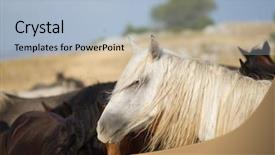  Presentation with wild horses - Beautiful theme featuring desert stallion - group of beautiful wild horses backdrop and a  colored foreground