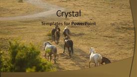  Presentation with wild horses - PPT layouts with desert stallion - group of beautiful wild horses background and a  colored foreground