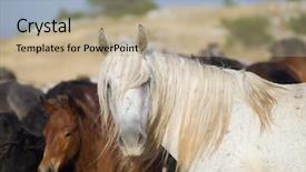  Presentation with wild horses - Theme having desert stallion - group of beautiful wild horses background and a  colored foreground