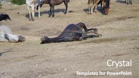  Presentation with wild horses - Cool new theme with desert stallion - group of beautiful wild horses backdrop and a  colored foreground