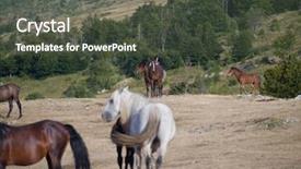  Presentation with wild horses - Amazing slide deck having desert stallion - group of beautiful wild horses backdrop and a  colored foreground
