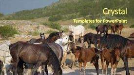  Presentation with wild horses - PPT theme consisting of desert stallion - group of beautiful wild horses background and a tawny brown colored foreground