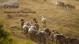  Presentation with wild horses - Slide deck with desert stallion - group of beautiful wild horses background and a  colored foreground
