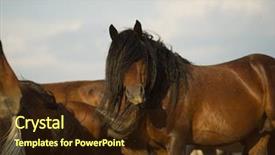  Presentation with wild horses - Cool new PPT layouts with desert stallion - group of beautiful wild horses backdrop and a  colored foreground