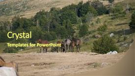  Presentation with wild horses - PPT theme with desert stallion - group of beautiful wild horses background and a  colored foreground