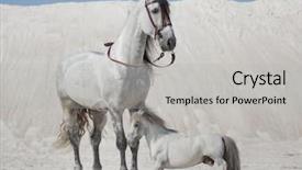  Presentation with white horse - Beautiful presentation featuring desert stallion - two white horses backdrop and a light gray colored foreground