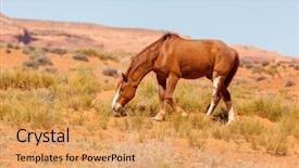  Presentation with wild horse - PPT theme with desert stallion - wild chestnut coloured horse grazing background and a yellow colored foreground