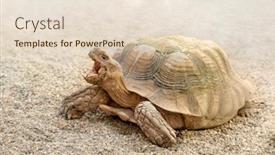 Presentation with desert - Beautiful PPT theme featuring desert-turtle-traverses-the-desert backdrop and a lemonade colored foreground