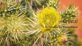  Presentation with nevada desert - Cool new slide deck with desert wildflower valley of fire backdrop and a  colored foreground