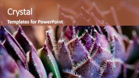  Presentation with luxury nature - Cool new presentation design with healing design - houseleaks sempervivum tectorum background backdrop and a red colored foreground