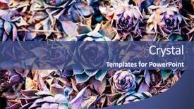  Presentation with luxury nature - Presentation with healing design - houseleaks sempervivum tectorum background background and a  colored foreground