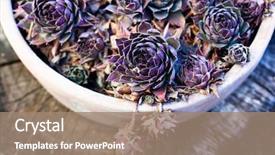  Presentation with luxury nature - Beautiful presentation featuring healing design - houseleaks sempervivum tectorum background backdrop and a coral colored foreground