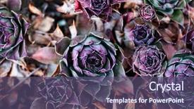  Presentation with luxury nature - Presentation theme with healing design - houseleaks sempervivum tectorum background background and a violet colored foreground