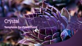  Presentation with luxury nature - Colorful PPT theme enhanced with healing design - houseleaks sempervivum tectorum background backdrop and a violet colored foreground