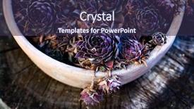  Presentation with luxury nature - Slide deck having healing design - houseleaks sempervivum tectorum background background and a wine colored foreground
