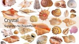  Presentation with seashell - Amazing theme having design beach - seashell collection backdrop and a lemonade colored foreground