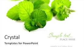 Presentation with breath - PPT theme consisting of design breath - fresh mint leaves background and a  colored foreground