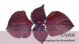  Presentation with mint - Cool new PPT theme with design breath - red perilla mint isolated backdrop and a violet colored foreground