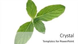  Presentation with mint - Amazing theme having design breath - single spearmint mint isolated backdrop and a  colored foreground