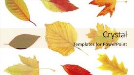  Presentation with fall leaves border white - Presentation consisting of design elements - different autumnal leaves isolated background and a yellow colored foreground