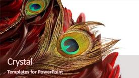  Presentation with peacock - Beautiful presentation theme featuring design indonesia - peacock feathers carnival backdrop and a wine colored foreground