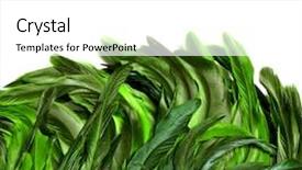  Presentation with sage feathers - Colorful PPT layouts enhanced with design indonesia - rooster feathers carnival backdrop and a white colored foreground