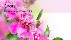  Presentation with peony - PPT theme enhanced with design invite card - peony flowers bouquet background and a lilac colored foreground