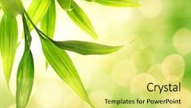  Presentation with abstract leaves - Slide deck having design natures - bamboo leaves over abstract blurred background and a yellow colored foreground