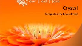  Presentation with close up shot - PPT theme consisting of design natures - extreme close up shot background and a gray colored foreground