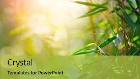  Presentation with bamboo - Beautiful slides featuring design over blurred sunny background backdrop and a yellow colored foreground