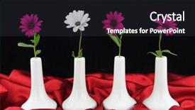  Presentation with racism - Colorful slides enhanced with design racism - white vases with daisy flowers backdrop and a dark gray colored foreground