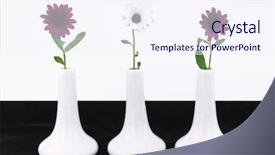  Presentation with racism - Slides with design racism - white vases with daisy flowers background and a sky blue colored foreground