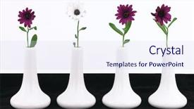  Presentation with racism - Slides with design racism - white vases with daisy flowers background and a sky blue colored foreground