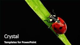  Presentation with ladybug - Beautiful PPT theme featuring design red black - ladybug on grass backdrop and a black colored foreground