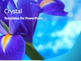 Desktop Flag Beautiful Blue Iris Flowers Background PPT template 20 ...