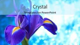  Presentation with iris - Slide set having desktop flag - beautiful blue iris flowers background background and a  colored foreground