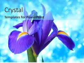 Desktop Flag Beautiful Blue Iris Flowers Background PPT template 54 ...