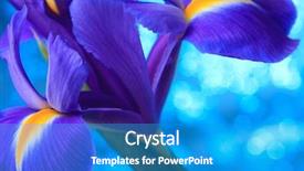  Presentation with iris - Slide set enhanced with desktop flag - beautiful blue iris flowers background background and a  colored foreground