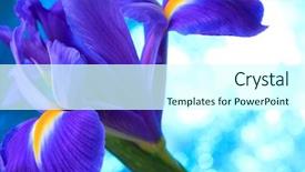  Presentation with iris - Presentation theme consisting of desktop flag - beautiful blue iris flowers background background and a  colored foreground