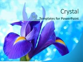 Desktop Flag Beautiful Blue Iris Flowers Background PPT template 60 ...