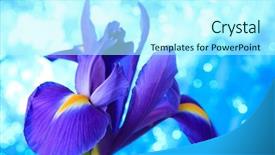  Presentation with iris - Cool new theme with desktop flag - beautiful blue iris flowers background backdrop and a  colored foreground