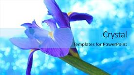  Presentation with iris - Audience pleasing PPT layouts consisting of desktop flag - beautiful blue iris flowers background backdrop and a  colored foreground
