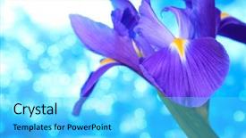  Presentation with iris - Colorful slides enhanced with desktop flag - beautiful blue iris flowers background backdrop and a  colored foreground